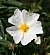 Cistus monspeliensis