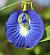 Clitoria ternatea