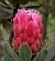 Protea grandiceps