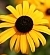 Rudbeckia fulgida