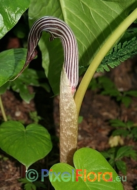 Arisaema fargesii