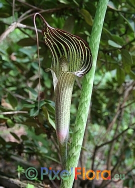 Arisaema consaguineum