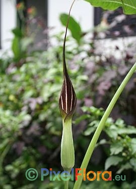 Arisaema exappendiculatum