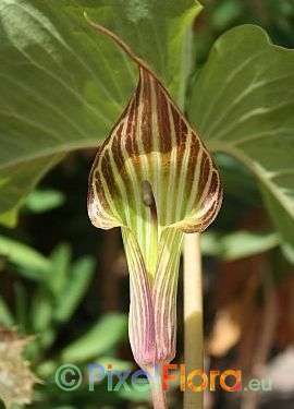 Arisaema lichiangense