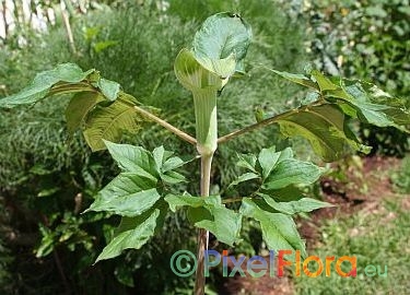 Arisaema serratum