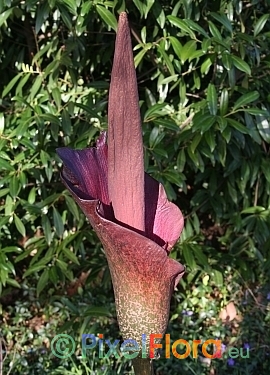 Amorphophallus konjac - inflorescence