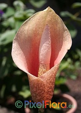 Amorphophallus bulbifer - Blütenstand
