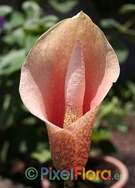 Amorphophallus bulbifer - inflorescence