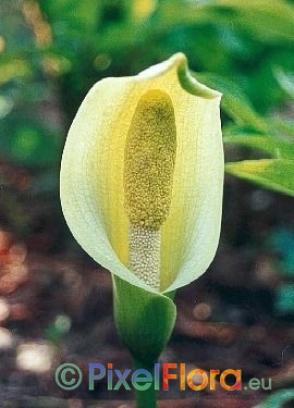 Amorphophallus albus - inflorescence