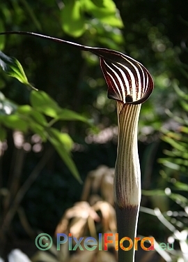 Arisaema concinnum