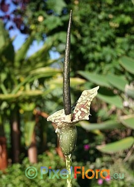 Amorphophallus kiusianus - inflorescence
