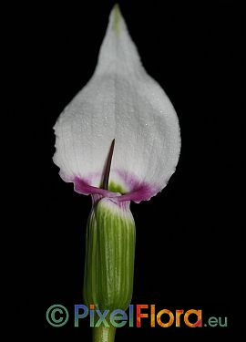 Arisaema murrayi var. murrayi