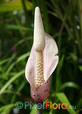 Amorphophallus carneus - inflorescence