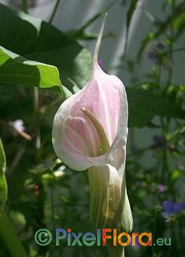 Arisaema candidissimum