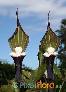 Arisaema sikokianum