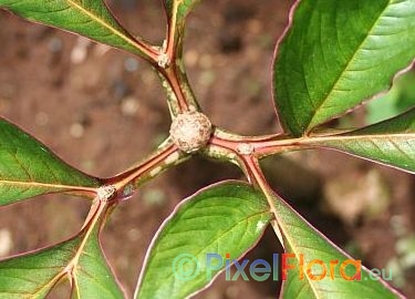 Amorphophallus bulbifer - leaf bulbil