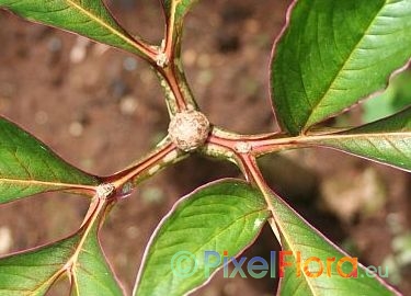 Amorphophallus bulbifer - Blattbulbille