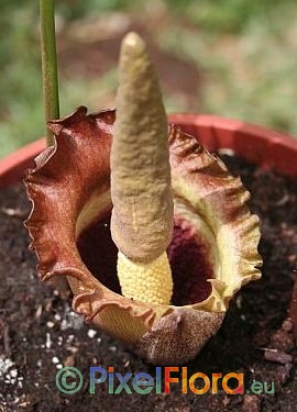 Amorphophallus eichleri - inflorerescence