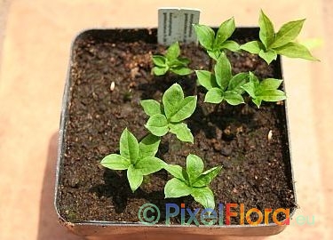 Amorphophallus gomboczainus - 4 week old sowings