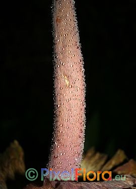 Amorphophallus impressus - spadix appendix