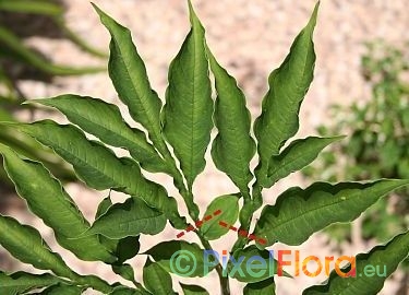 Taking Amorphophallus leaf cuttings