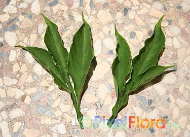 Taking Amorphophallus leaf cuttings