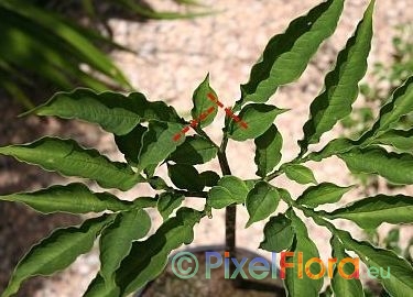 Taking Amorphophallus leaf cuttings