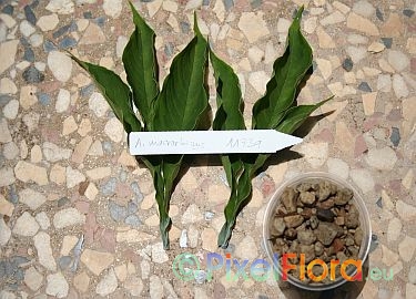 Taking Amorphophallus leaf cuttings