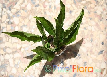 Taking Amorphophallus leaf cuttings