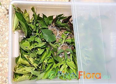 Taking Amorphophallus leaf cuttings