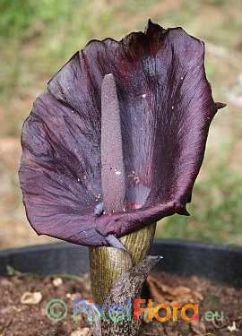 Amorphophallus mossambicensis - inflorescence