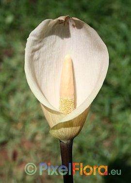 Amorphophallus schmidtiae - inflorescence