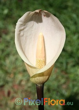Amorphophallus schmidtiae - Blütenstand