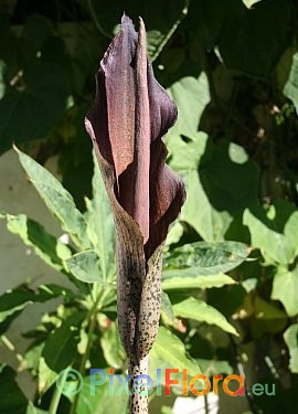 Amorphophallus taurostigma - Bltenstand