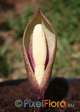 Amorphophallus yuloensis - Blütenstand (red petiole)