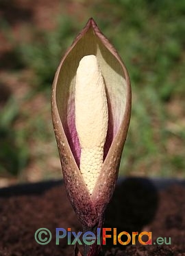 Amorphophallus yuloensis - inflorescence (red petiole)