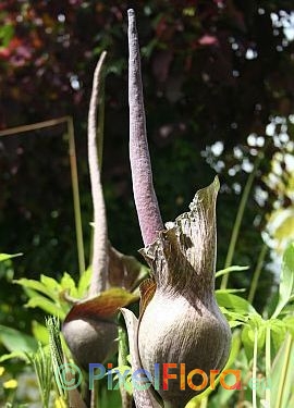 Amorphophallus impressus - inflorescence